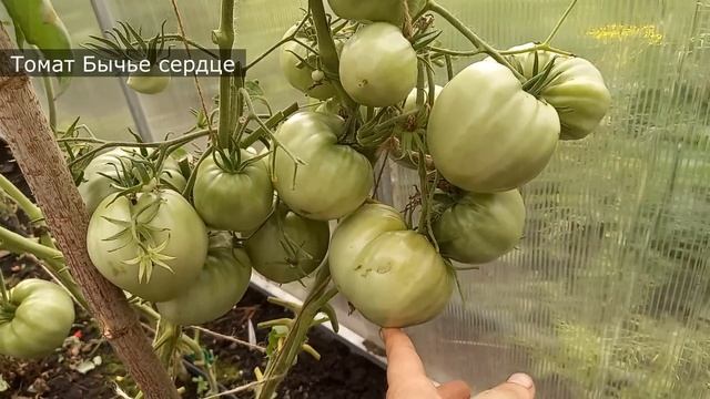 Томаты, которые можно собирать ведрами, буду сажать в 2023 году и всем советую смотреть онлайн