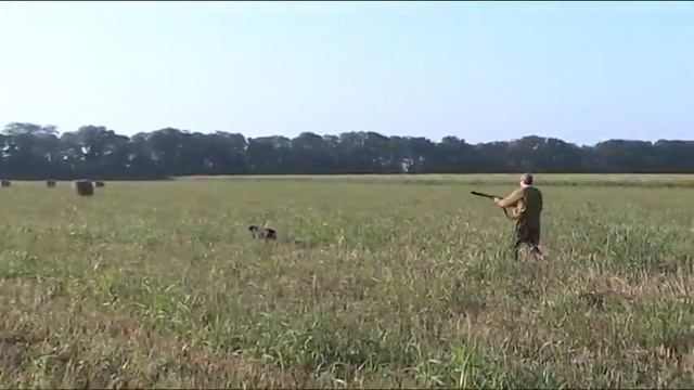 охота на перепела с курцхааром , стойка на птицу смотреть онлайн