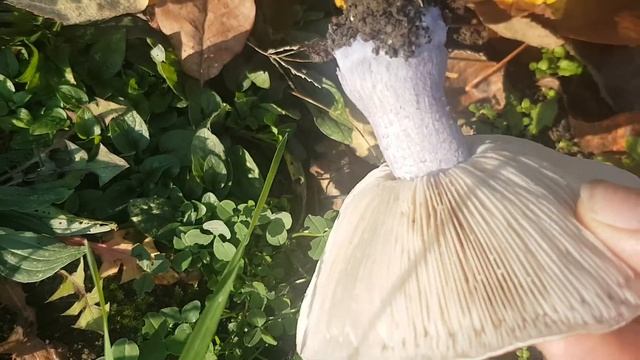 Грибы на даче,да еще какие...Сезон 2020....16 смотреть онлайн