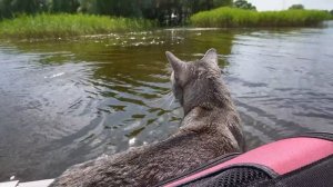 24 ЧАСА В ЛОДКЕ В ОЗЕРЕ РУСАЛОК С КОТАМИ И СОБАКОЙ | ПОЙМАЛИ РУСАЛЯТ