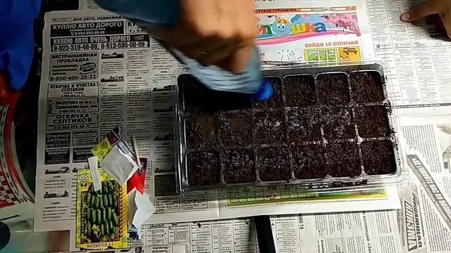 Рассада цветов. Сажаем в горшочки!