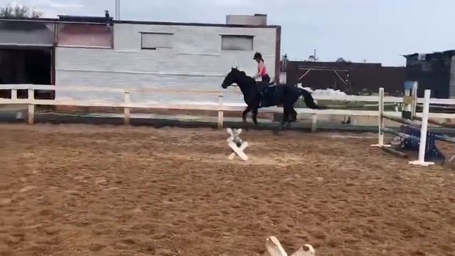 Домбай, жер, 2012 г.р., карачаевская порода смотреть онлайн