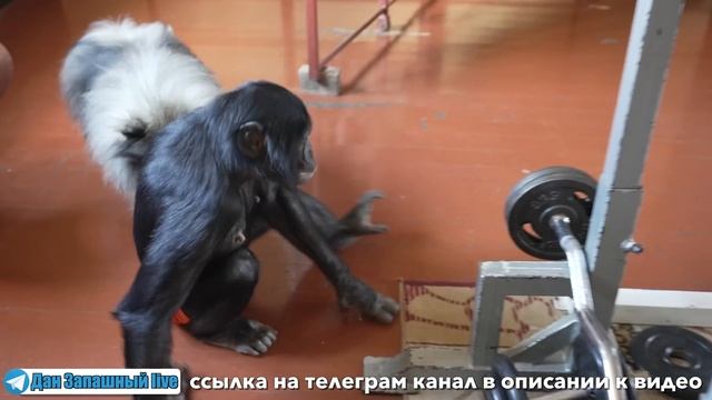 ГДЕ КУПИТЬ ОБЕЗЬЯНКУ? Вот почему ЭТО ВАМ не НАДО! Пронырливая ШИМПАНЗЕ изменит Вашу жизнь НАВСЕГДА! смотреть онлайн