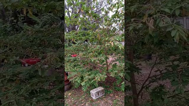 Jamaican Cherry Tree aka Panama Berry aka Strawberry Tree aka Cotton Candy tree Feb 25th 2021 смотреть онлайн