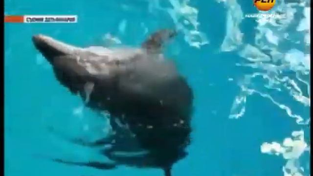 Дельфиненка показали прессе смотреть онлайн