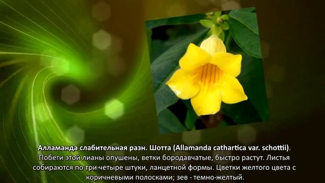 Виды Алламанды смотреть онлайн