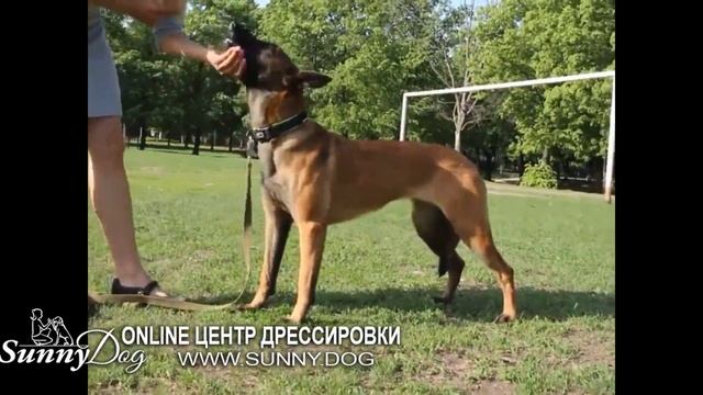 Главная причина, по которой ваша собака не слушается на улице и не выполняет команды! смотреть онлайн