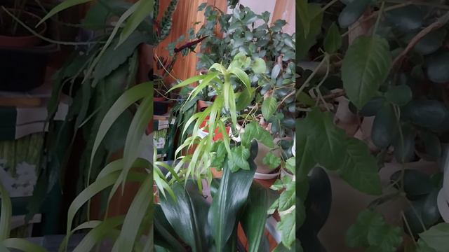 Тайный язык цветов. Что это означает смотреть онлайн