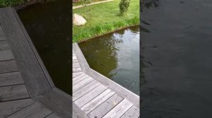 Кормление сазана в пруду на даче