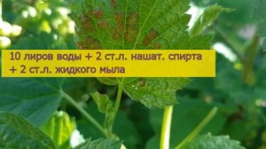 ТЛЯ НА ДЕРЕВЬЯХ.КАК ИЗБАВИТСЯ ОТ ТЛИ НА ОГОРОДЕ? 5 СПОСОБОВ КАК УНИЧТОЖИТЬ ВСЮ ТЛЮ НА УЧАСТКЕ.