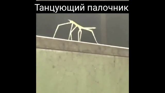 мем палочник танцует. смотреть онлайн