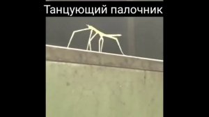 мем палочник танцует.