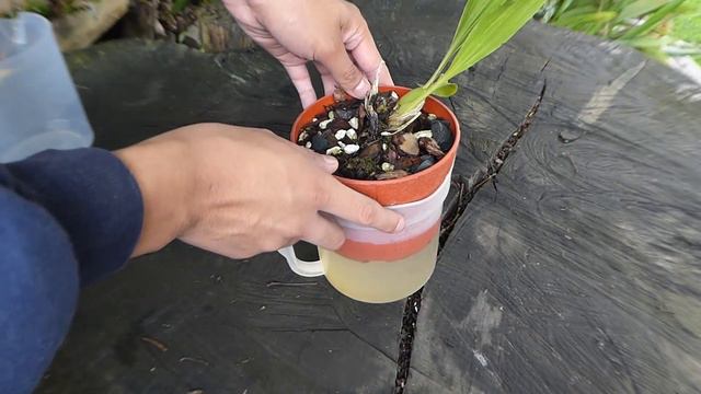 Rehidratante casero para las Orquídeas || Orquiplanet смотреть онлайн