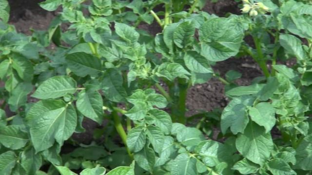 Стимикс на картофеле смотреть онлайн