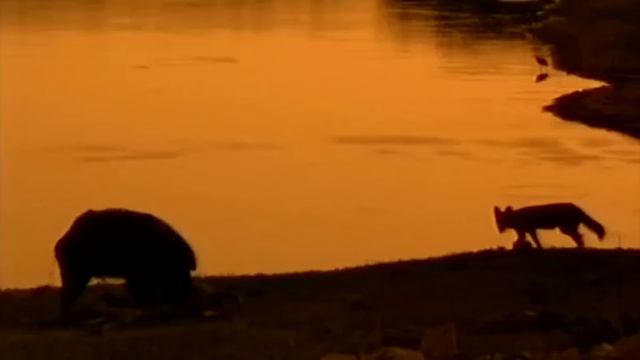 Эти Собаки охотятся на Оленей и даже Быков! Красные волки – дерзкие и бесстрашные! смотреть онлайн