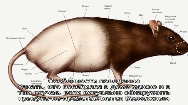 Кто завелся в доме: мышь или крыса? смотреть онлайн