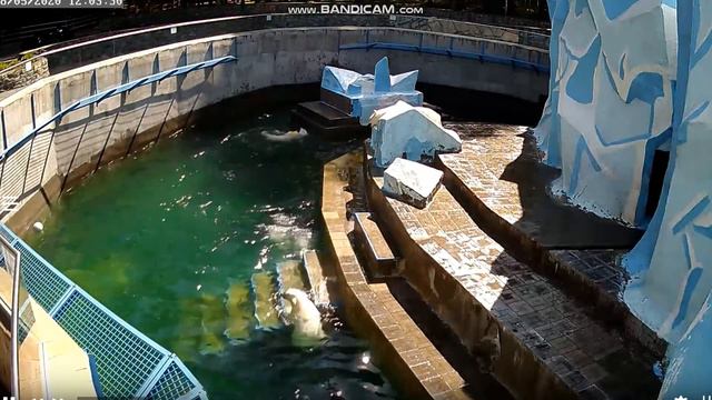 После завтрака медвежата прыгают и играют 08.05.2020 смотреть онлайн