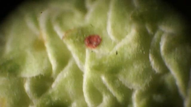 Вредители березы- пилильщики смотреть онлайн