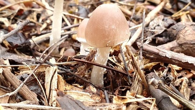 Грибочки у пруда смотреть онлайн