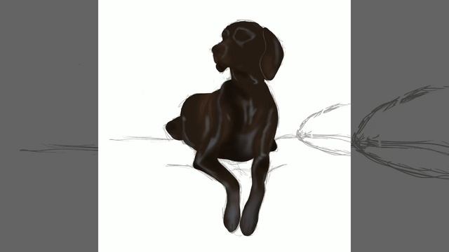 Курцхаар рисунок смотреть онлайн