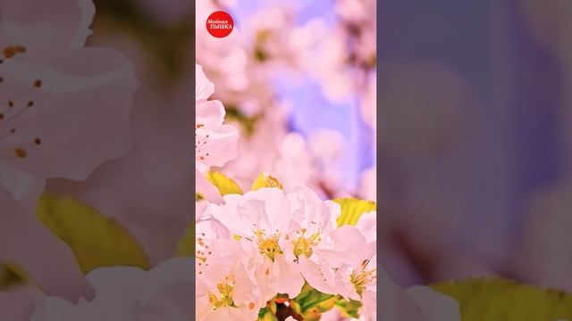 МОДНАЯ ПЫШКА И ВОВА ЛЮКС ПОЗДРАВЛЯЮТ С 8 МАРТА. смотреть онлайн