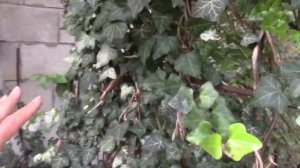 ПЛЮЩ.  ОСЕННЯЯ ПОСАДКА ЧЕРЕНКОВ ПЛЮЩА.