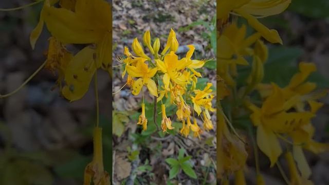 Желтая азалия в Абхазии!