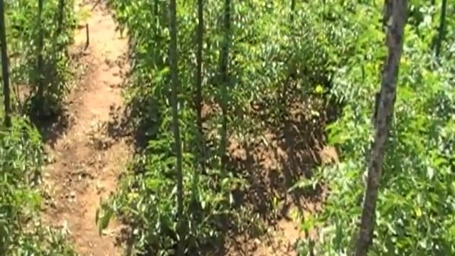 Лучшее подворье Забайкальского края с.Смоленка смотреть онлайн