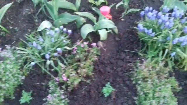 КУСТОВУЮ ПЕТУНИЮ ВЫСАДИЛА В ОТКРЫТЫЙ ГРУНТ.ФОРМИРУЮ КЛУМБУ. КОМБИНИРУЮ ЦВЕТЫ. смотреть онлайн