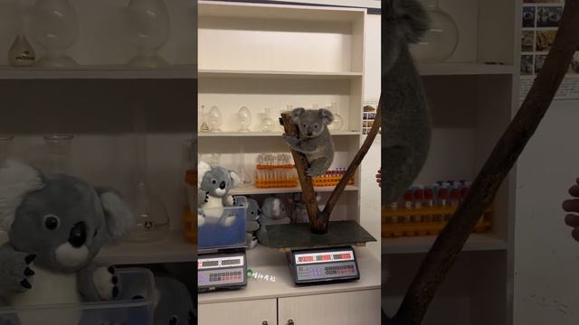 Довольно милый факт: Когда взвешивают коал, используют такую подставку, чтобы зверьки не сваливались смотреть онлайн