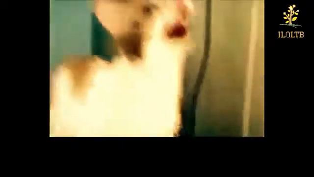 Копия видео "Кошки разговаривают Забавные кошки Кошки мяукают Приколы с кошками" смотреть онлайн