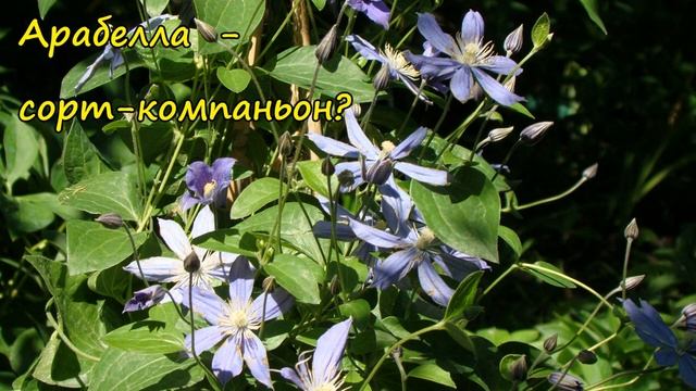 Клематисы. Arabella смотреть онлайн