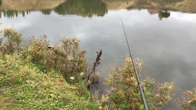 Два сезона с удилищем Narval Argument! Обзор и видео с рыбалок!