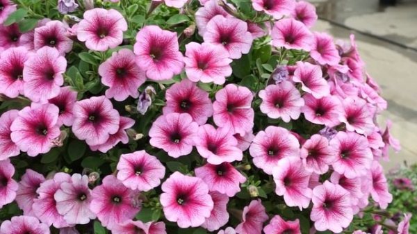 Plantpol Petunia Veranda