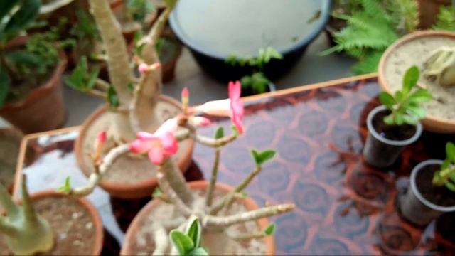 Difference Between Arabicum And Obesum Adenium