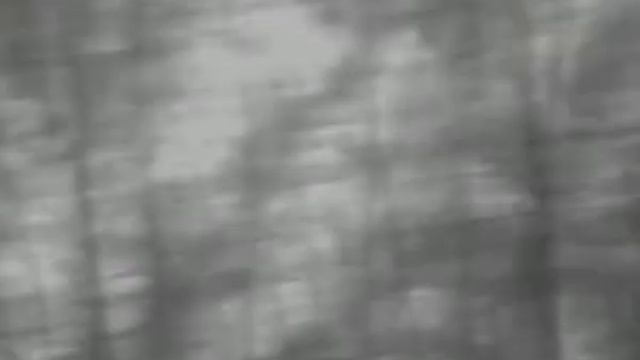 HICMIRCO lynx pro LH 25, srnčí - roe deer (Capreolus capreolus) смотреть онлайн