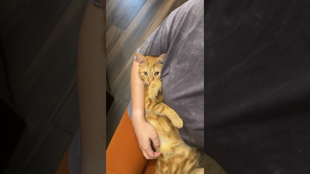 Кошачий ребенок  #котики #милота #рыжийкот #любовь #дети #топчик