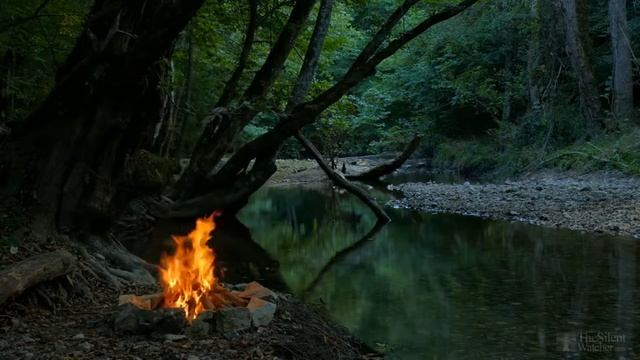 Замиокулькас не растет, что делать? смотреть онлайн