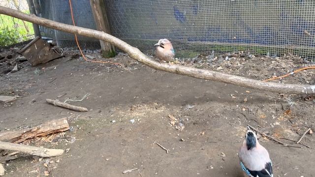 СОЙКИ КУШАЮТ ЯИЧКО ?? смотреть онлайн