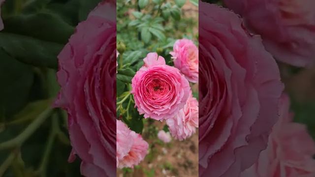 Constance Rose (David Austin Rose)😶🌫️(4 months)@My rose garden (My hobby)🤭🌹🥀🌹ปลูกไม่พ่นยาเคมี смотреть онлайн