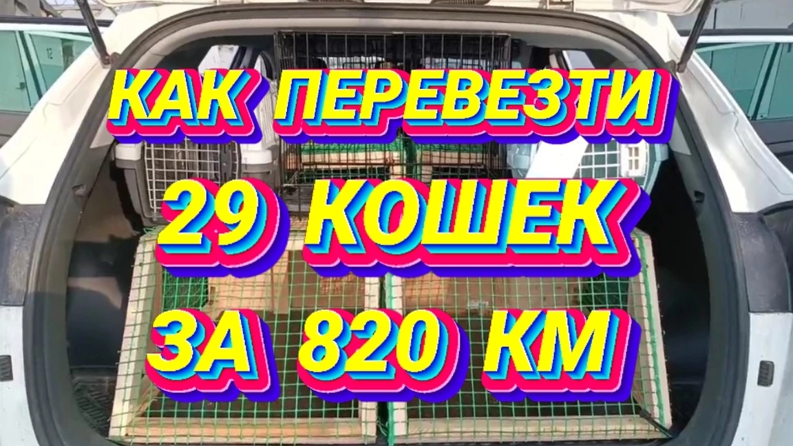 Как перевезти 29 котеек за 820 км.? смотреть онлайн