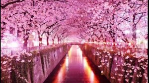 Футаж Япония Сакура