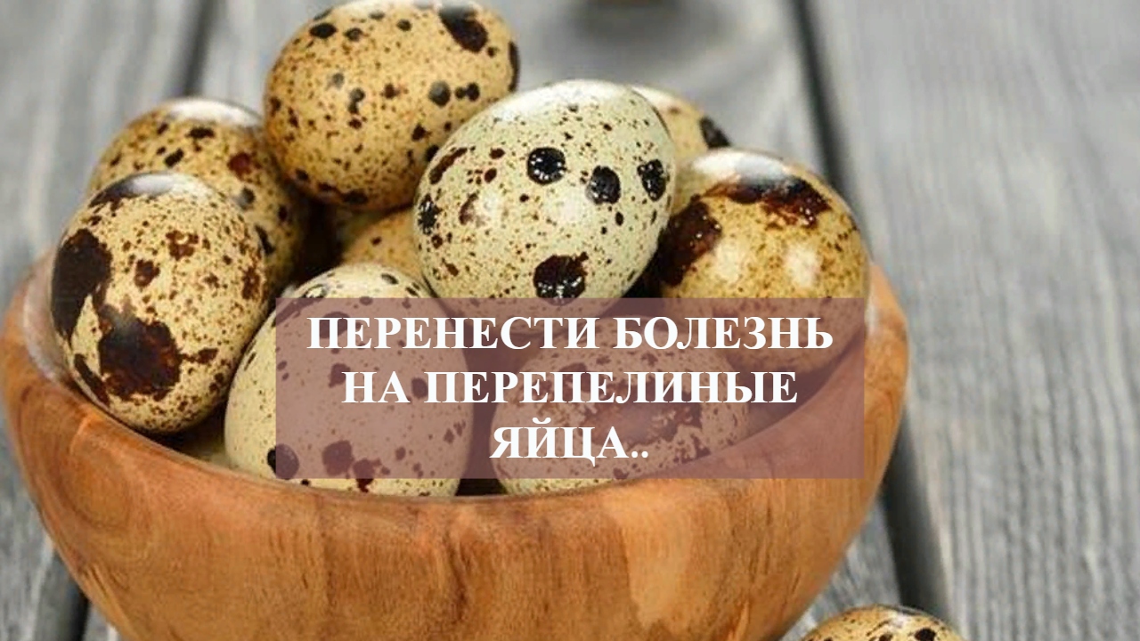 ПЕРЕНЕСТИ БОЛЕЗНЬ НА ПЕРЕПЕЛИНЫЕ ЯЙЦА...mp4 смотреть онлайн