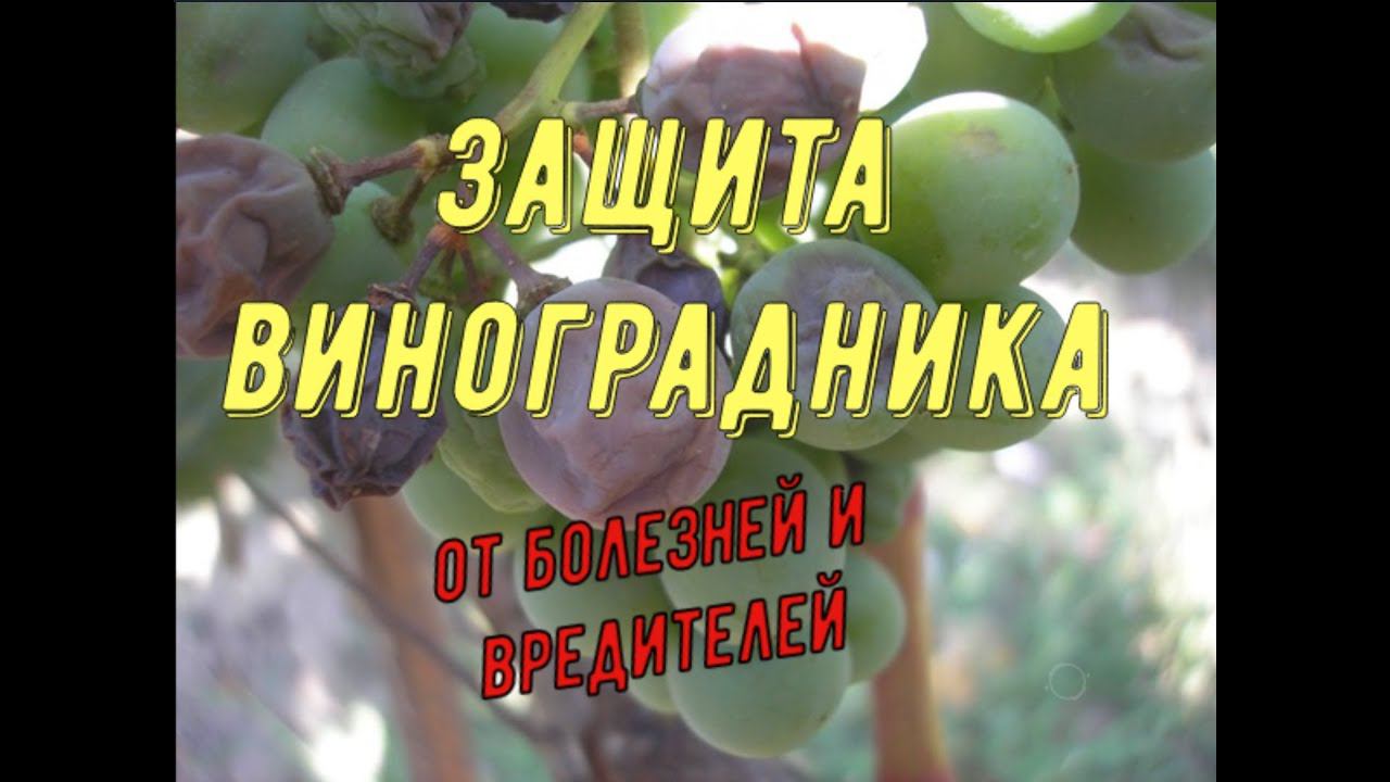 Защита виноградника от болезней и вредителей смотреть онлайн