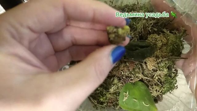 Как размножить глоксинии? Что делать, если от листа образовался клубень? смотреть онлайн