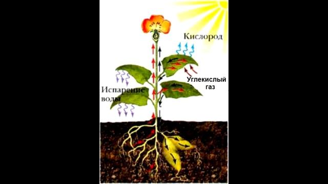 § 14 Воздушное питание растений - фотосинтез смотреть онлайн