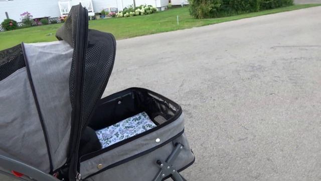 Rabbit tries stroller for the first time! смотреть онлайн