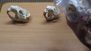 Как отбелить черепа животных в домашних условиях, простой способ.