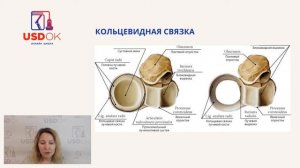 Видео урок УЗИ локтевого сустава   анатомия