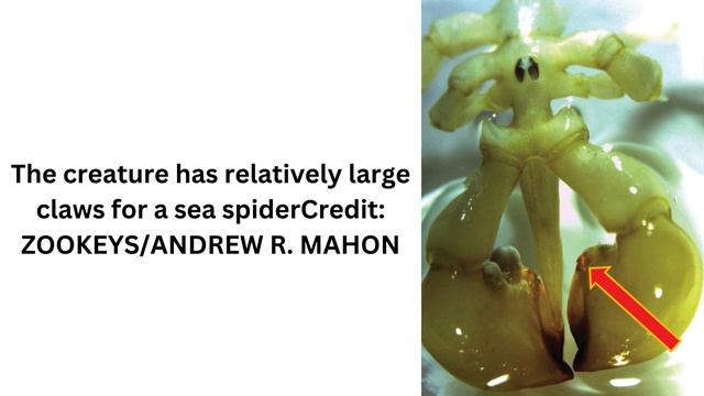 Newly discovered Antarctic sea spider with 'boxing glove' claws pulled up from ocean floor смотреть онлайн